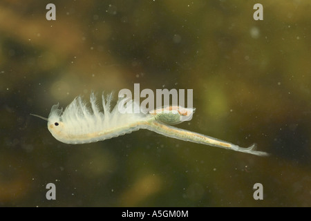 macrocrustacean, Anostraca (Branchinecta orientalis), swimming female, Kazakhstan Stock Photo