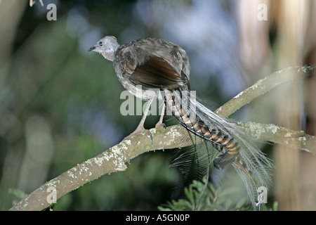 superb lyrebird (Menura novaehollandiae), sitting on a branch, Australia, Dandenong Rangers NP Stock Photo