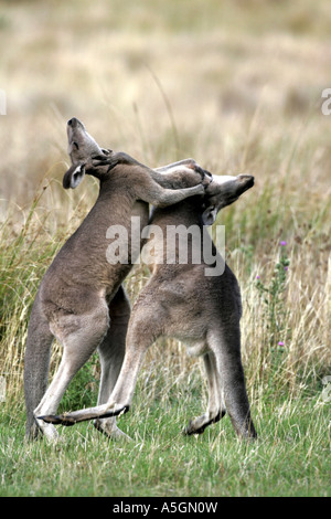 eastern gray kangaroo (Macropus giganteus), two fighting individuals, Australia, Grampians Nationalpark Stock Photo