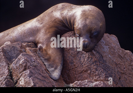 south American sea lion (Otaria byronia), lying on a rock, Peru, Ballestas, Paracas NP Stock Photo