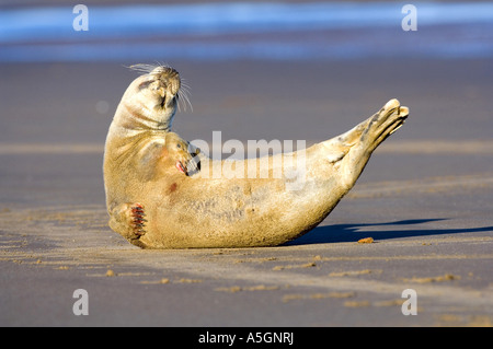 gray seal (Halichoerus grypus), lying on the beach, lifting up head and fin for thermal balance, Germany, Schleswig-Holstein, H Stock Photo