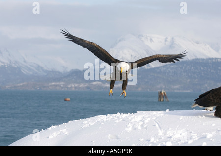 A bald eagle spreads its wings all the way while landing. Homer, Alaska Stock Photo