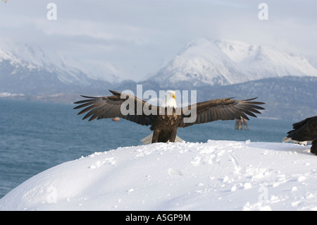 A bald eagle spreads its wings all the way when landing. Homer, Alaska Stock Photo