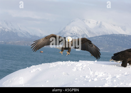 A bald eagle spreads its wings all the way while landing. Homer, Alaska Stock Photo