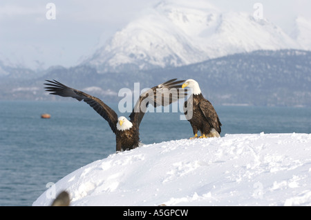 Two bald eagles standing over a snow covered mount after fishing. Homer, Alaska Stock Photo