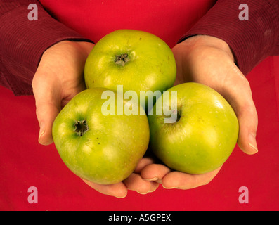 MAN HOLDING BRAMLEY COOKING APPLES Stock Photo