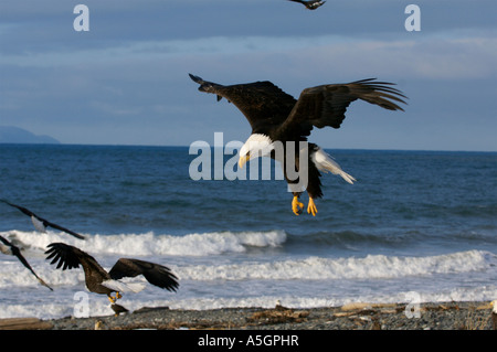 Bald Eagle, Homer, Alaskan Coast Stock Photo