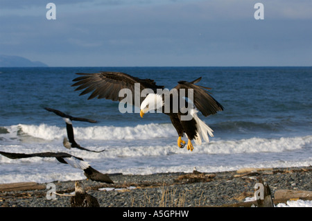 Bald Eagle, Homer, Alaskan Coast Stock Photo