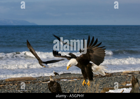 Bald Eagle, Homer, Alaskan Coast Stock Photo