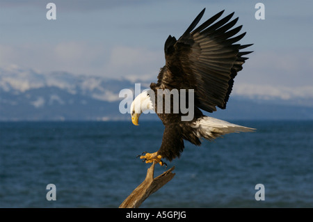 Bald Eagle, Homer, Alaskan Coast Stock Photo