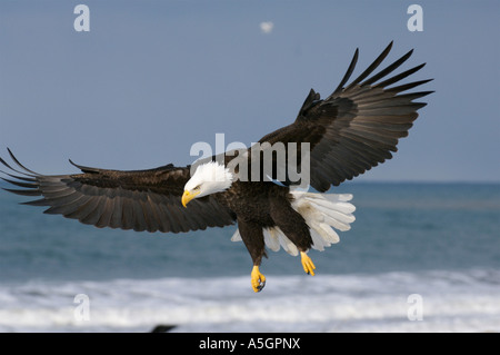 Bald Eagle, Homer, Alaskan Coast Stock Photo