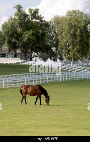 Brown horse in green pasture on horse farm surrounded by white fence south of Ocala Florida USA Stock Photo