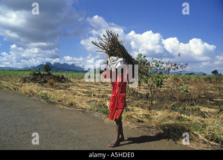 portrait of girl carrying firewood mauritius Stock Photo