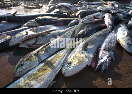 Kingfish fishing hi-res stock photography and images - Alamy