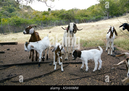 Goats on the island of Carriacou Grenadines Stock Photo