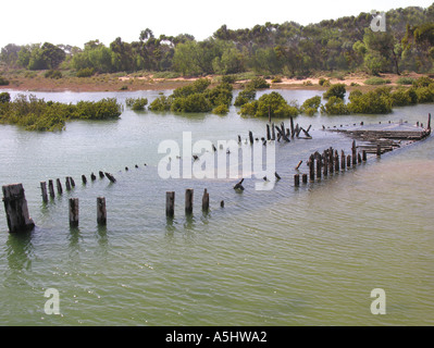 Shipwreck remains of sunken ship stranded with mangroves Port Augusta South Australia
