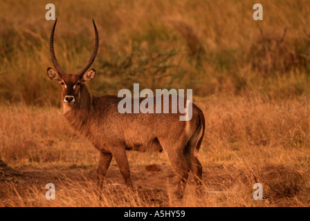 Waterbuck Kobus ellipsiprymnus Male Photographed in wild Kruger National Park South Africa Stock Photo