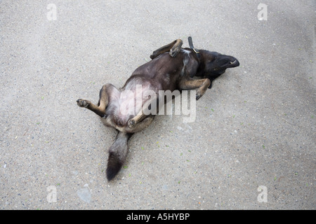 A Thailand Dog lying on hot pavment in Ao Nang Krabi Province Thailand. Stock Photo