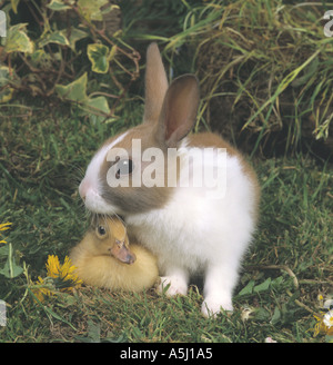 Duckling with Young Dutch Rabbits Stock Photo