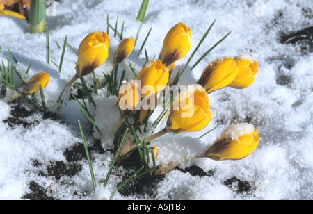 Spring crocus in snow Stock Photo
