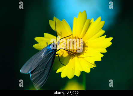 Virginia Ctenuchid Moth on Coreopsis Blossom Stock Photo - Alamy