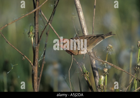 COMMON ROSEFINCH Carpodacus erythrinus Stock Photo