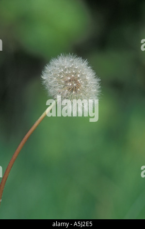 DANDILION Taraxacum officinale seed head Stock Photo