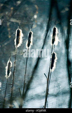Bulrushes, water, Typha Angustifolia, bulrush, bull-rush, silhouette, river banks, woodlands, nature reserve, reedmace, seed heads, marginal plants. Stock Photo