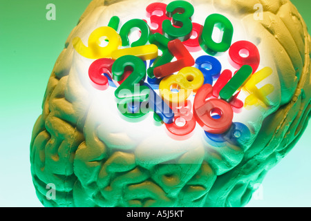 Brain Model and Numbers Stock Photo