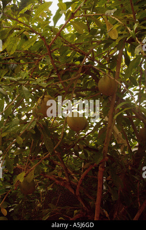 Calabash Tree Crescentia cujete L Stock Photo