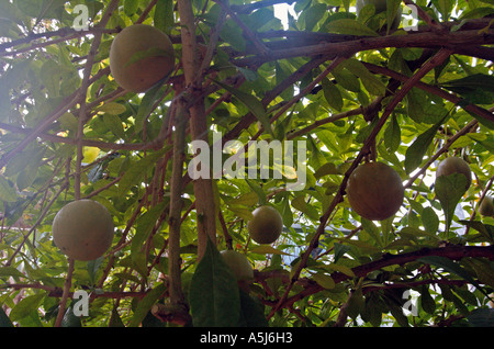 Calabash Tree Crescentia cujete L Stock Photo