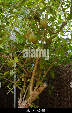 Calabash Tree Crescentia cujete L Stock Photo