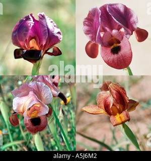 A collage of Israeli wild Irises 4 wild irises from around Israel Stock Photo