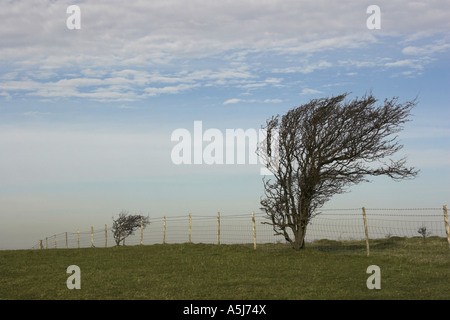 Wind blown trees on the South Downs, East Sussex. Stock Photo