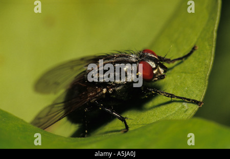Flesh-fly  (Sarcophaga carnaria) in the uk Stock Photo