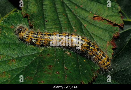 Buff Tip Moth Caterpillar (Phalera bucephala) in the uk Stock Photo