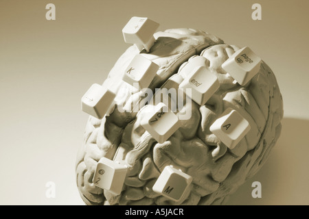 Computer Keys on Anatomy Specimen of Human Brain Stock Photo