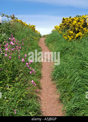 Part of the Pembrokeshire coastal path, near Stackpole, Pembroke, South Wales, UK Stock Photo