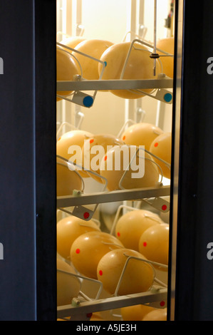 Ostrich eggs being hatched Stock Photo