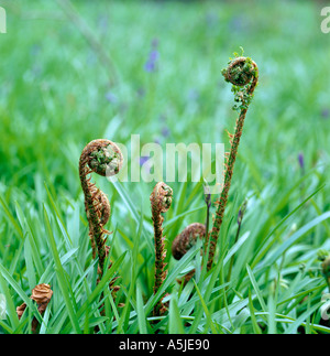 Three newly emerging spring ferns in grass with bluebells English garden Devon UK Spring Morning Conversation Stock Photo