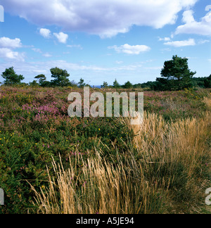 Open public space in the English summer countryside Woodbury Common Devon U K dry grasses in foreground with heathers and trees Stock Photo