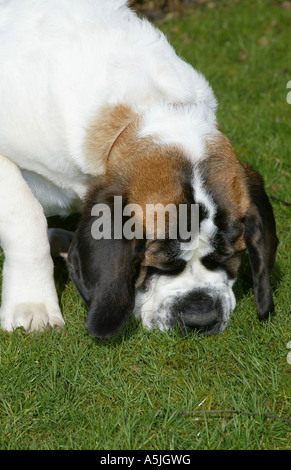 St Bernard with muzzle Stock Photo - Alamy