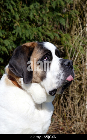 St Bernard with muzzle Stock Photo - Alamy