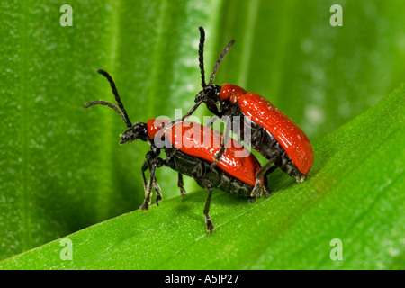 The red lily beetle Lilioceris lilii Two beetles paired up on lilly leaf potton bedfordshire Stock Photo