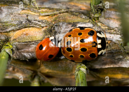 Two spot Ladybird Adalia bipunctata and Eyed Ladybird Anatis ocellata together on pine tree potton bedfordshire showing size Stock Photo