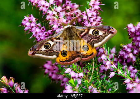 Emperor Moth Pavonia pavonia at rest on heather with wings open and ...