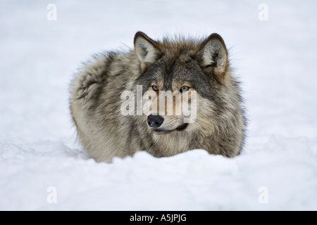 Eastern timber wolf, Canis lupus lycaon, snow, side view, standing ...
