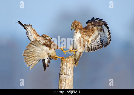 Two fighting Common Buzzards (Buteo buteo) Stock Photo