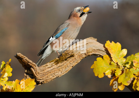 Eurasian Jay (Garrulus glandarius with acorn in his beak Stock Photo
