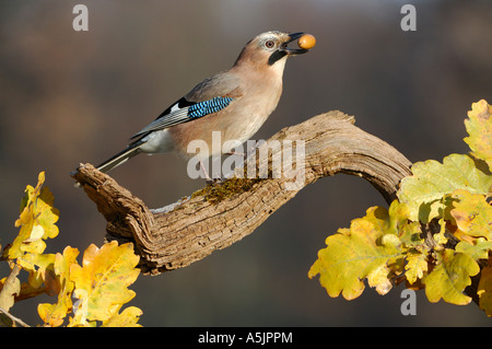 Eurasian Jay (Garrulus glandarius with acorn in his beak Stock Photo